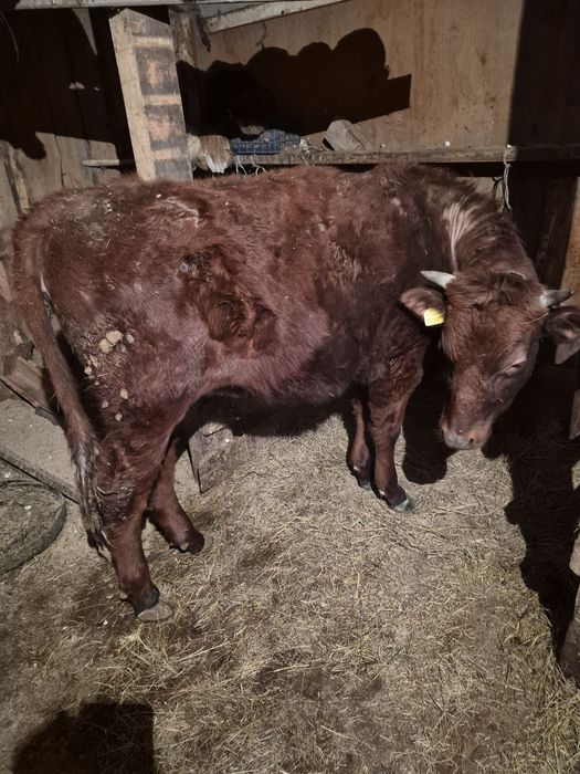 Продам тёлку годовалый