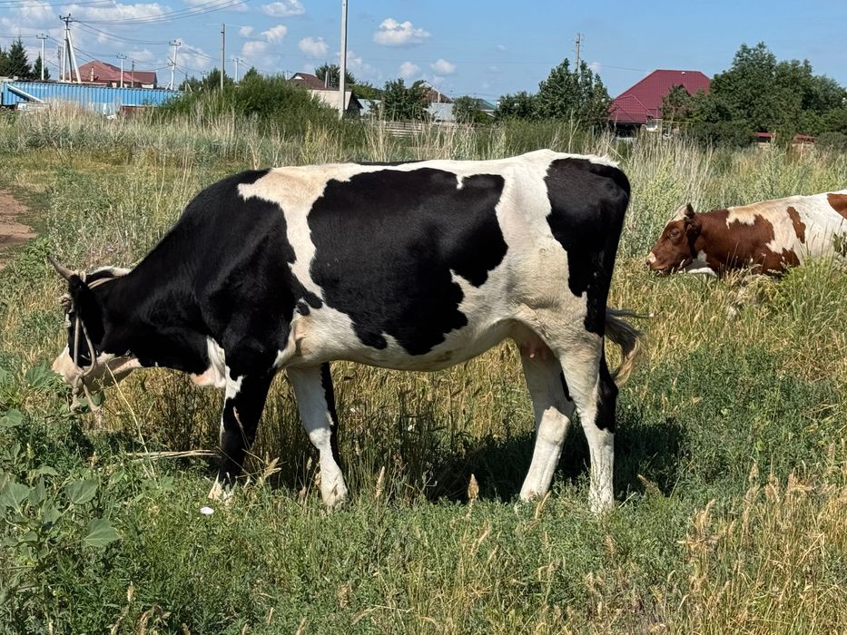 продаются дойные коровы