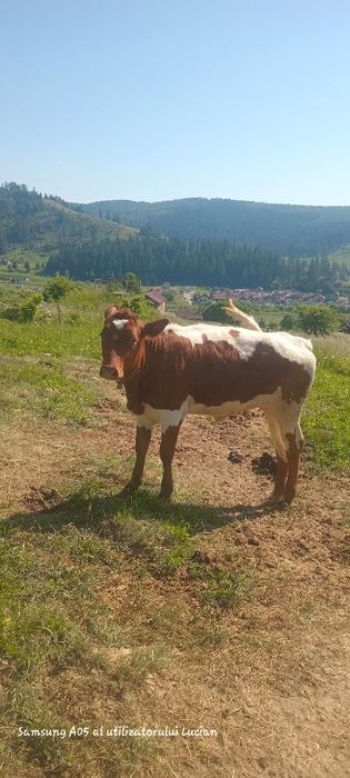 Vând juncă balțată românească trecută de un an