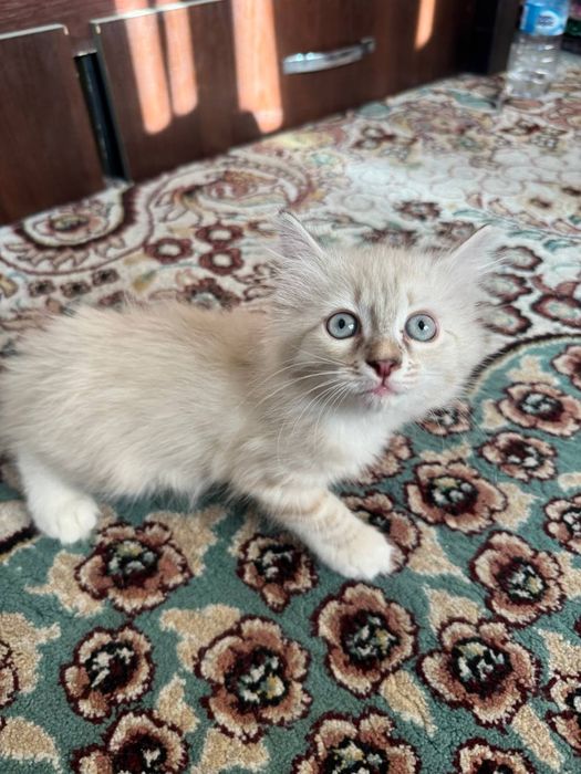 Hayland strayt 2 ta bolasi bor