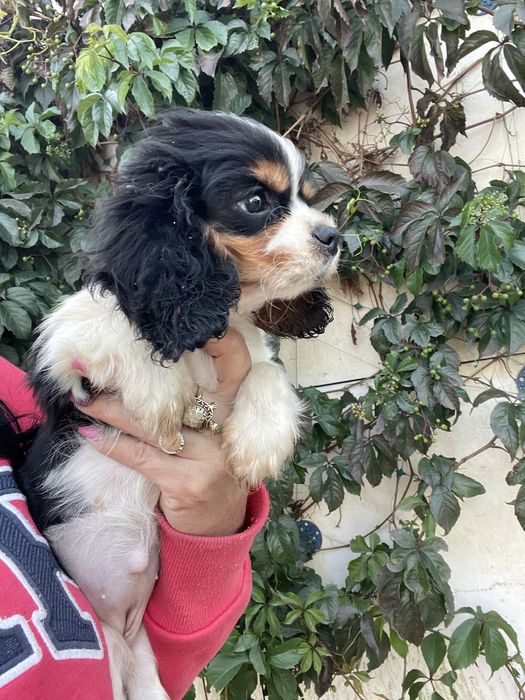 Кавалер кинг чарльз спаниель