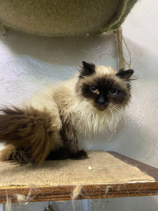 Вислоухая кошка в добрые руки