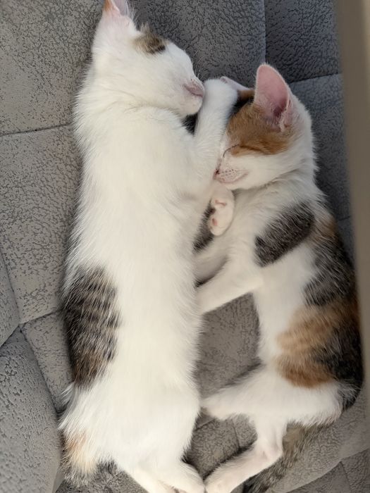 Отдам котят в добрые руки