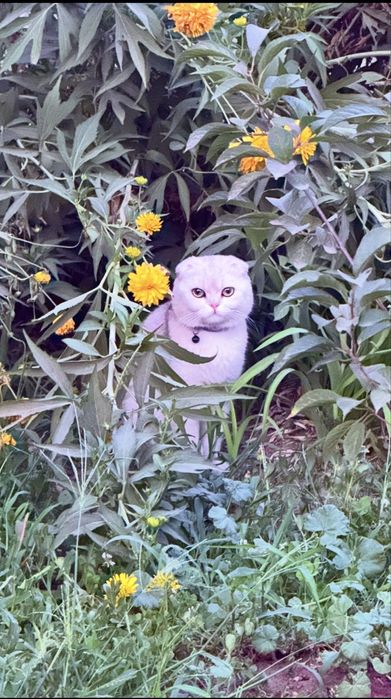 Котята золотой шиншилы