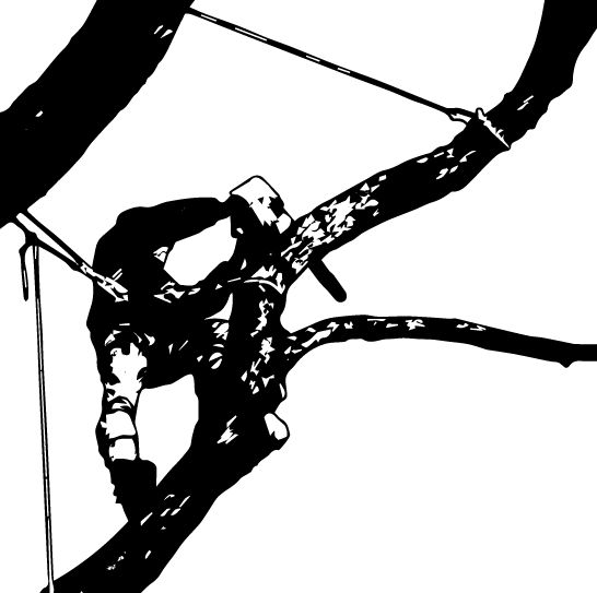 Alpinism utilitar,taiere si toaletare copaci