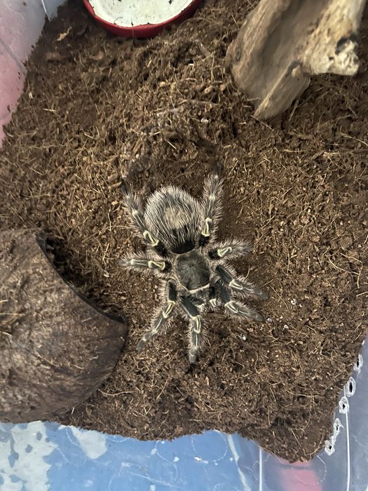 Паук Grammostola aureostriata