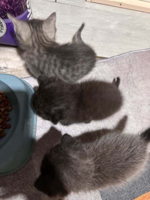 Отдам котят в хорошие руки
