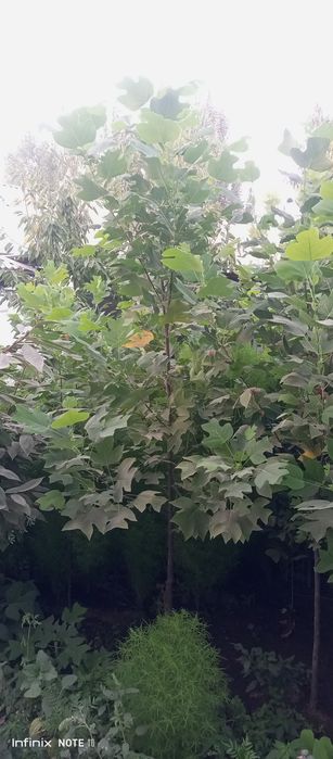 Lola darahti , лола