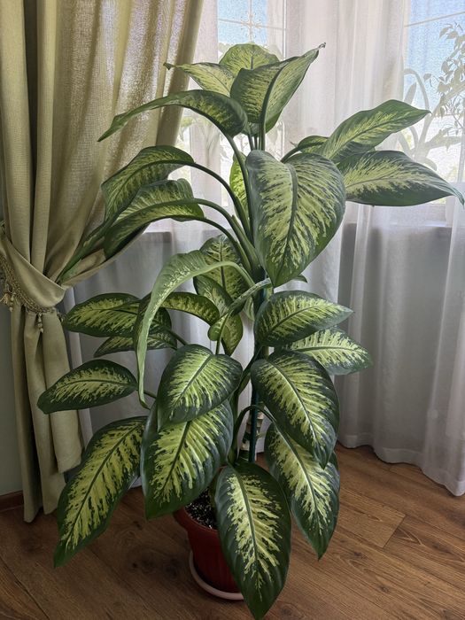 Диффенбахия 160 см