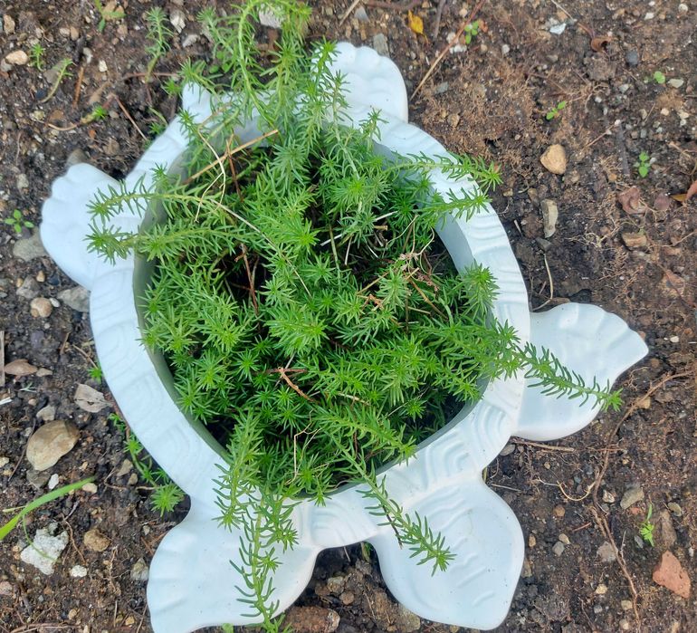 Градинска фигура от бетон костенурка