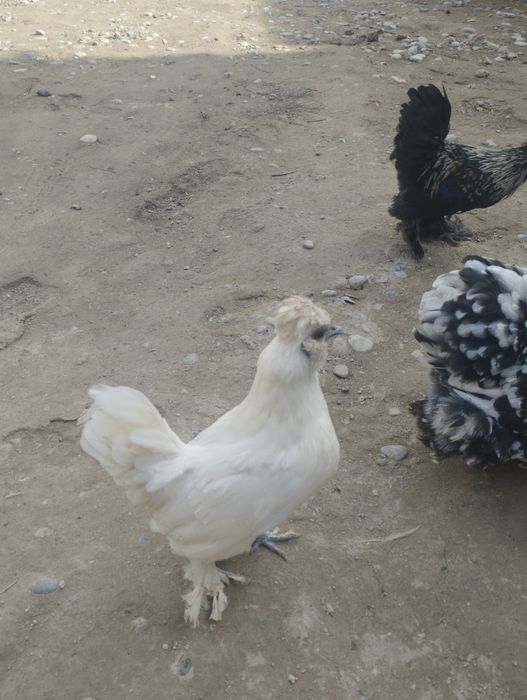 Япон товуклар сотилади, срочно. Хамаси бирхел ёшда, яни 6 - ойда