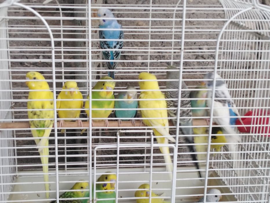 Прода м волнистые попугай