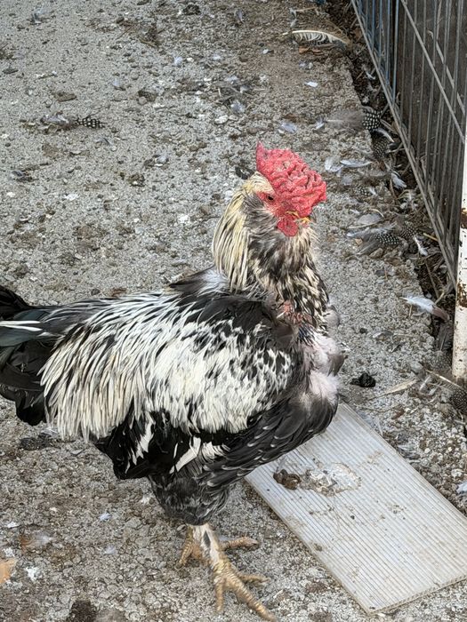 Cocosi de vanzare 60 lei