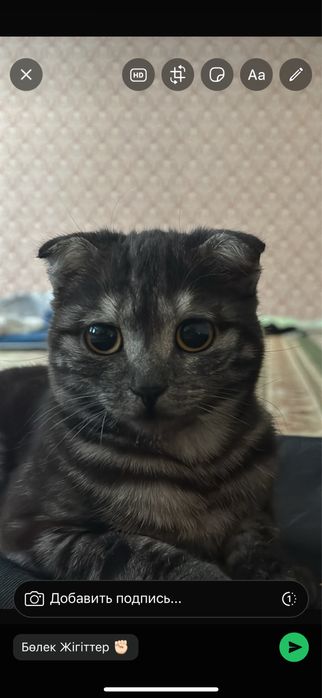 Отдам в добрые руки