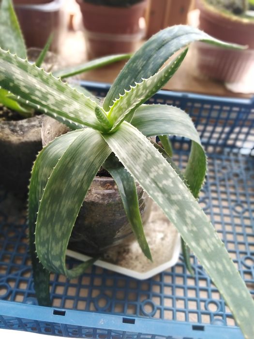 Лечебно АЛОЕ ВЕРА, Коледниче, КАЛАНХОЕ, Семена, от зеленчуци и цве