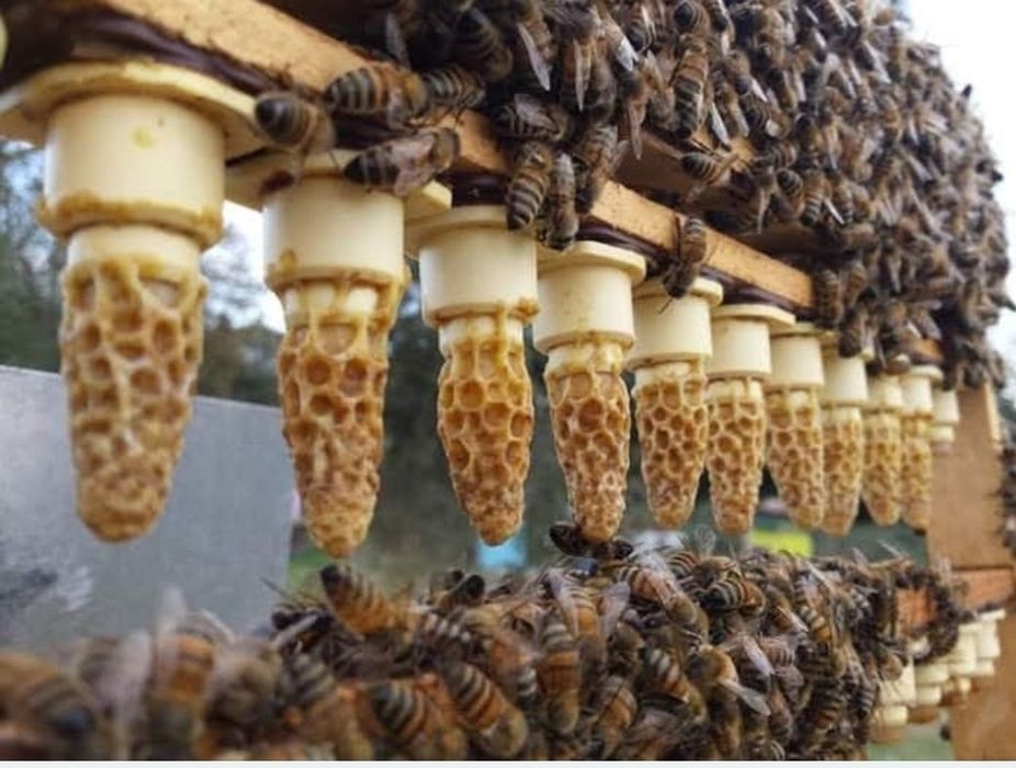 Vând mătci împerecheate Apis Melifera Carpatica