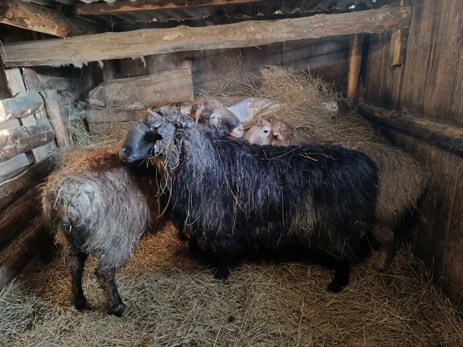 Продам кошкар 3 головы