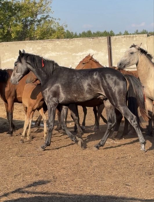 Продам Тай Орловский