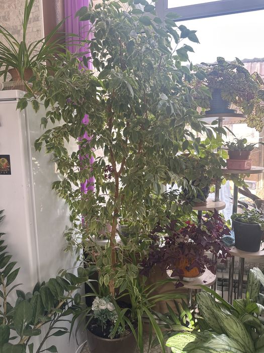 Для дома либо для офиса цветы