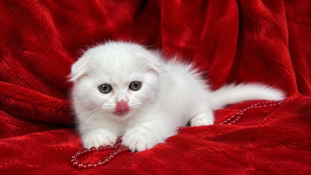 Pisicuță albă Scottish Fold Longhair, cu Pedigree