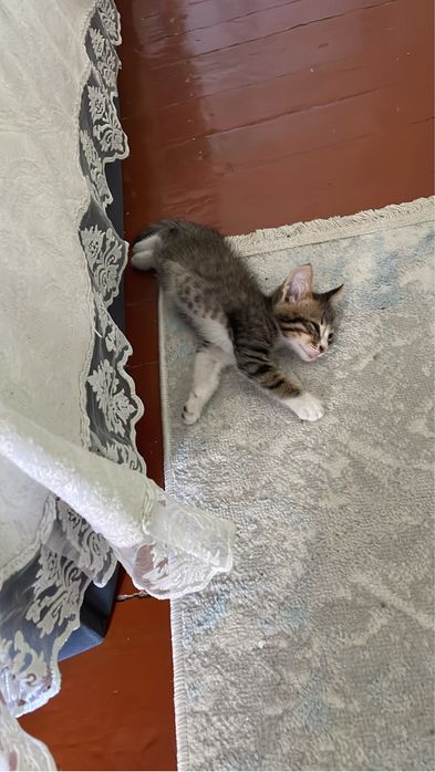 Отдаю котенка в добрые руки