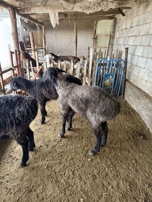 Қошқарлар сатылады 105мың