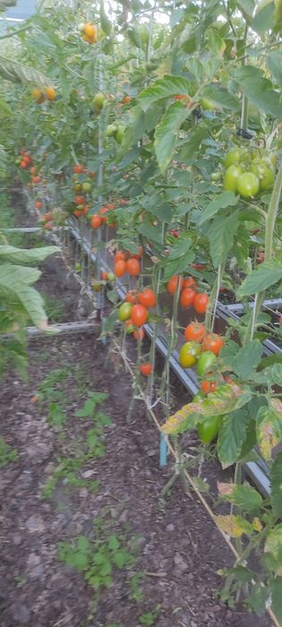 Продам помидоры домашние