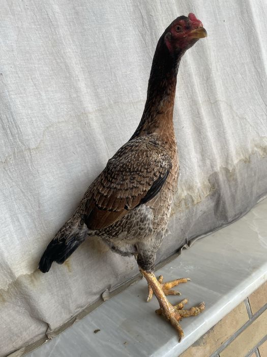 Yapon shamo tulak tuxumda 750 ming