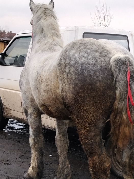 Vând un cal greu de 5 ani