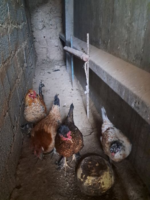 Японский тауықтар қораз сатылады