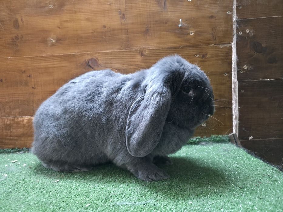 Femela berbec german