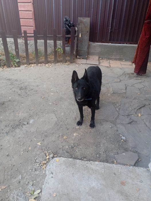 Отдам немецкую овчарку