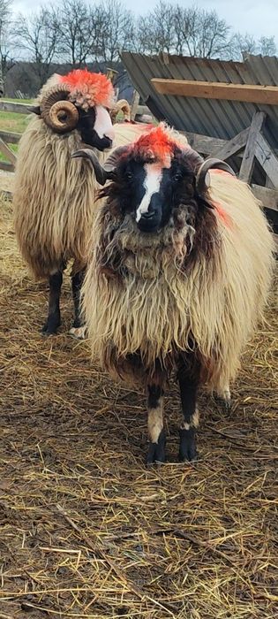 De vânzare berbeci și cârlani!