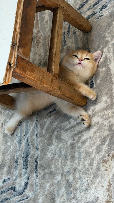 Чистокровная золотая шиншилла