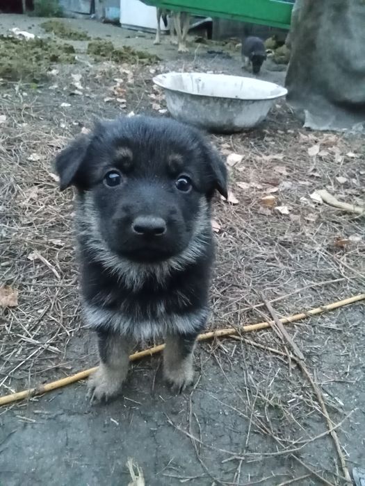 Продам щенят овчарки