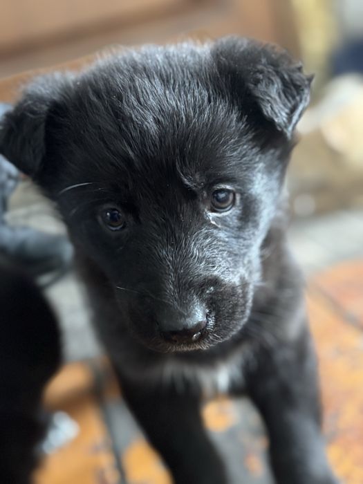 Щенки немецкой овчарки