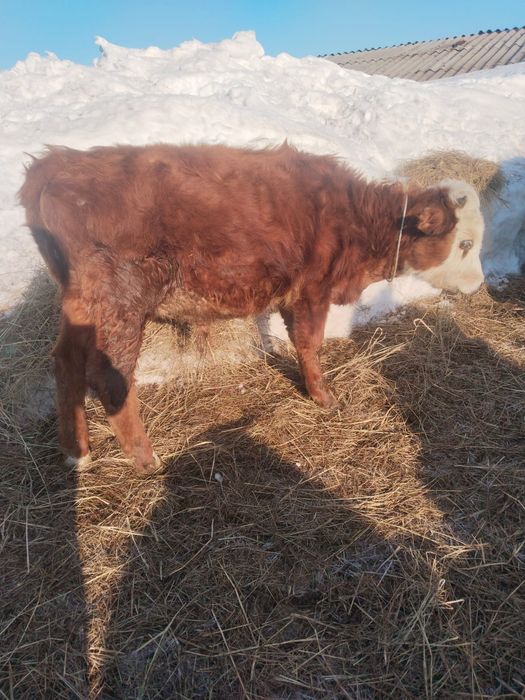 Букалар сатылады