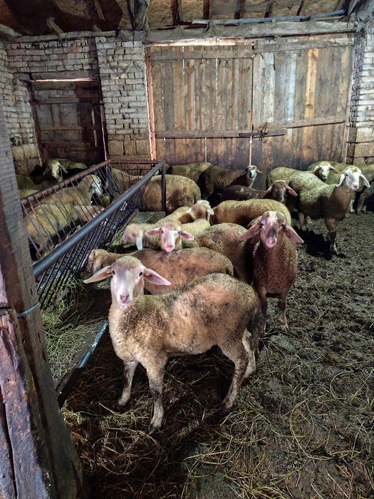 Агнета за продаване и клане