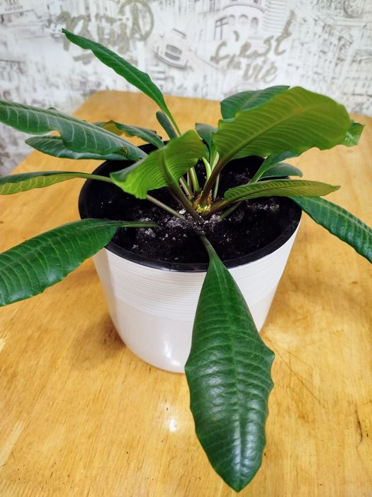 Комнатные растения.