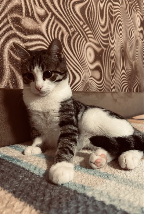 Отдадим в добрые руки!