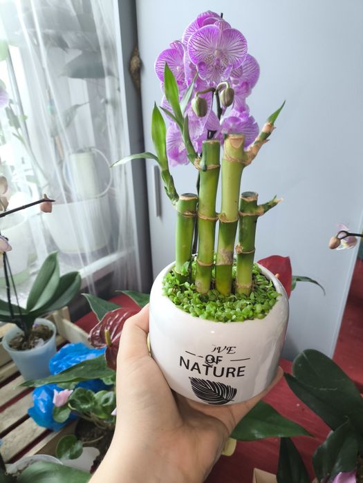 Бамбук и многое другое