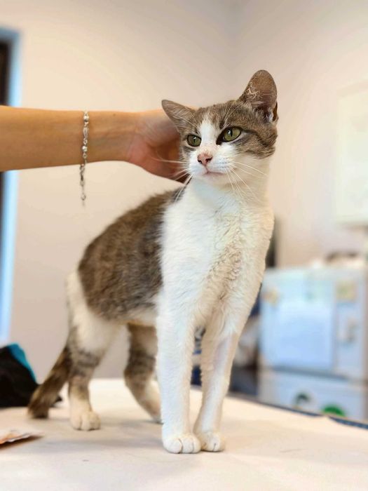 Adoptie Pisica Ami sterilizata