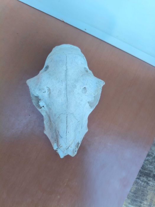 Череп, черепи за декорация