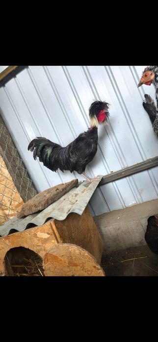 200 famila de chabo 2+1 . 100 cocos de olandeză