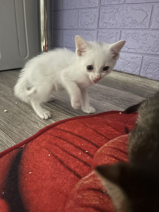 Отдам котят в добрые руки