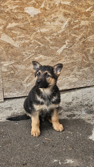 Продам щенков немецкой овчарки