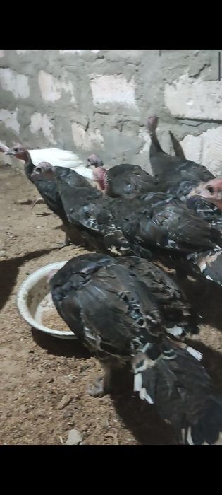 3  аилық бар Простои  Үндік балпаны сатылады