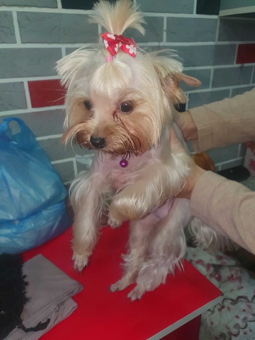 Грумер стрижка  для вашего питомца.