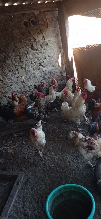 Продам домашних,молодых  петушков