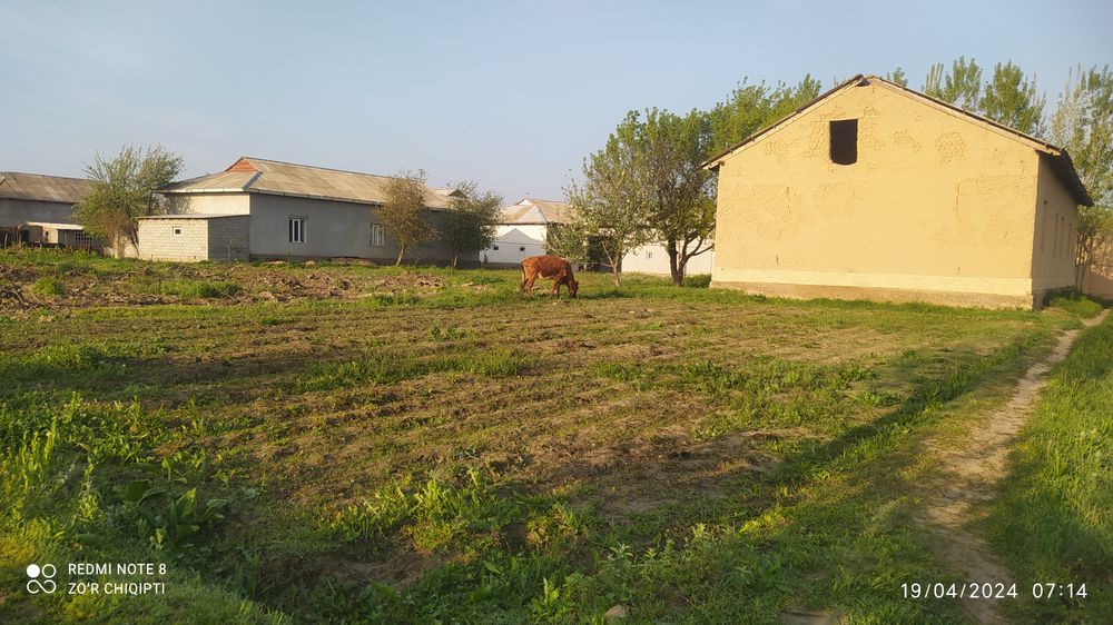 Xovli sotiladiuy bor 20 sotix